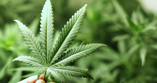 Maconha