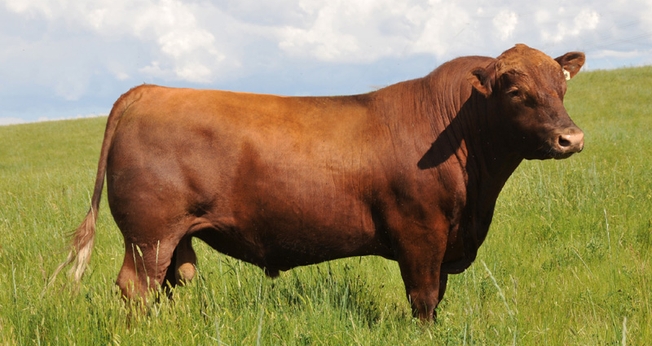 A vaca vermelha era um elemento indispensável para purificar os israelitas. (Foto: Fischer Red Angus)