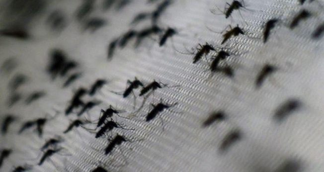 O grande desafio dos países latino-americanos é enfrentar o mosquito transmissor, em função das condições favoráveis à propagação.