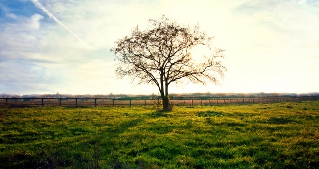 Árvore Seca. (Foto: Freepik)