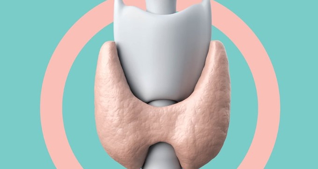 A tireoide ajuda a ditar o ritmo de funcionamento de todo o corpo.  (Foto: Jonatan Sarmento/Saúde é Vital)