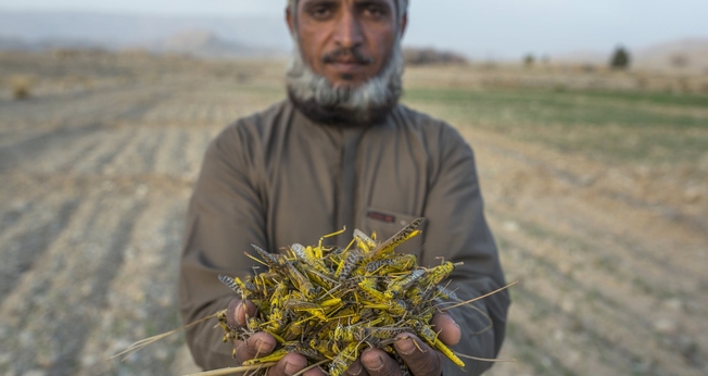Agricultor paquistanês cuja colheita de trigo foi exterminada por gafanhotos na província de Baluchistão. (Foto: Bloomberg/Getty Images)