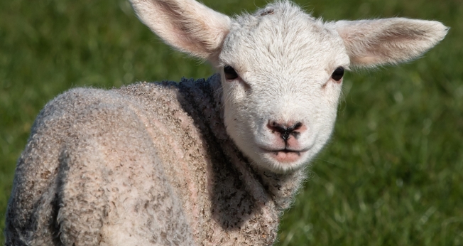 (Foto: David Griffiths/Unsplash)