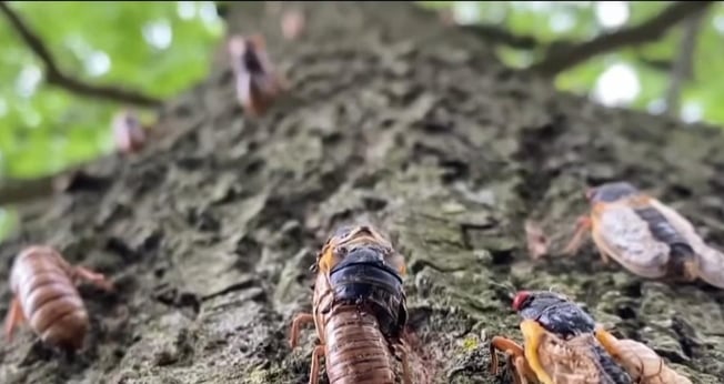 Apocalipse de Cigarras está chegando nos EUA. (Captura de tela: YouTube/CNN Brasil)