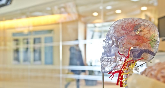 Elon Musk anuncia aprovação para implante de chip cerebral em humanos. (Foto: Unsplash/Jesse Orrico)