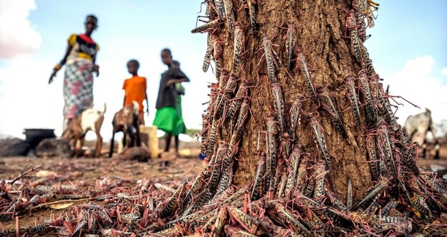 Partes da África enfrentaram o maior surto de gafanhotos em 70 anos, e agora uma segunda onda de insetos vorazes, cerca de 20 vezes o tamanho do primeiro, está chegando. (Foto: Sven Torfinn / FAO via AP)