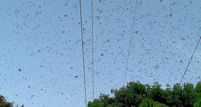 Gafanhotos enxames acima de um pomar de mangueiras em Muzaffargarh, Paquistão. (Foto: Tariq Qureshi / AP)