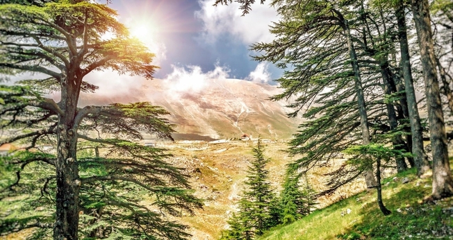 Cedro do Líbano. (Foto: Canva)