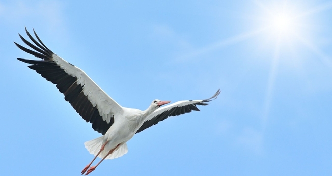 Cegonha voando em direção à luz do sol. (Foto: Canva)