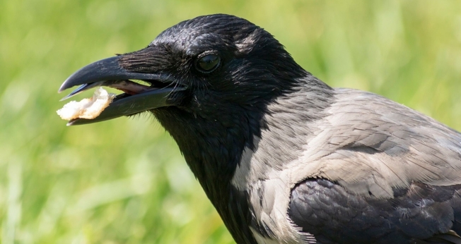 Corvo com pão no bico. (Foto: Canva)
