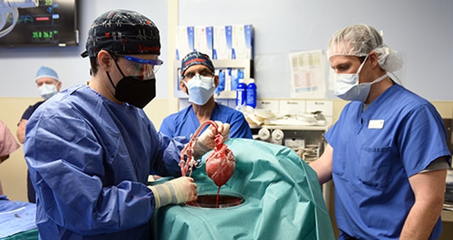 Momento da cirurgia para o transplante de coração de porco. (Foto: Divulgação/University of Maryland)