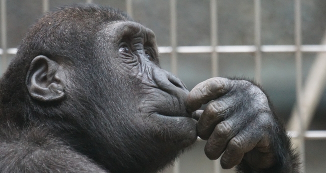 Macaco pensativo. (Foto: Pexels)