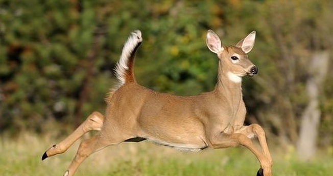 (Foto: Flickr/The Whitetail Deer)