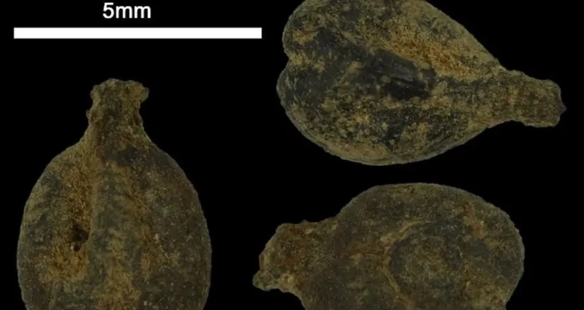 Antigas sementes de uva sob um microscópio de Avdat. (Foto: Prof. Guy Bar-Oz, Universidade de Haifa)