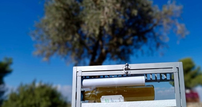 Azeite da Colina da Munição, Jerusalém. (Foto: Colina da Munição)