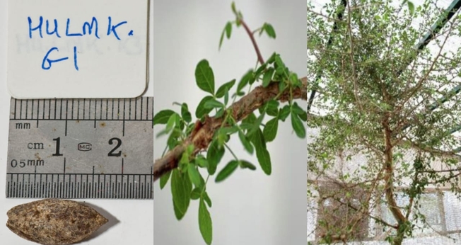 A planta da espécie Commiphora. (Foto: Divulgação/Guy Eisner/Nature Communications Biology).