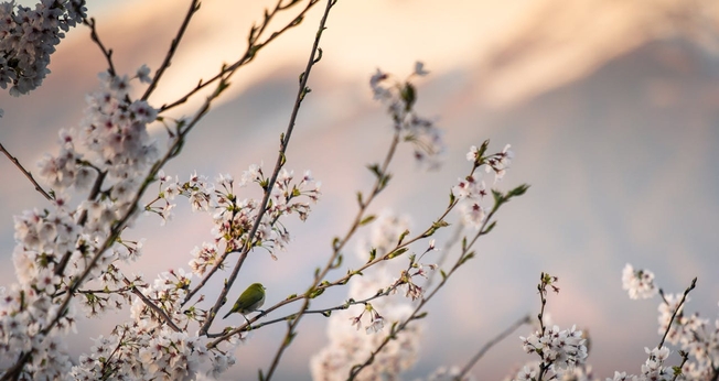 (Foto: Pexels/Nguyen Khac Tien)