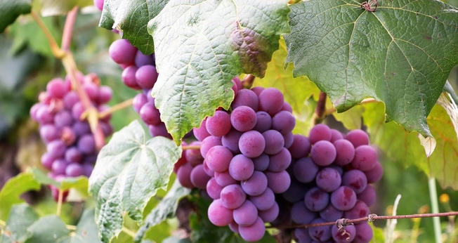 (Foto: Pexels/Luiz M Santos)