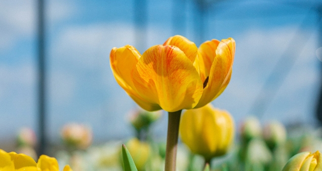 (Foto: Unsplash/Nik Shuliahin)
