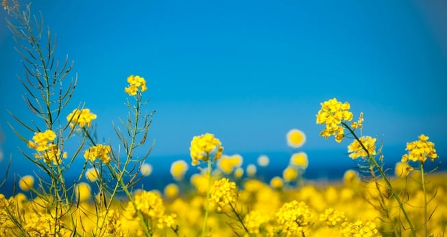 (Foto: Unsplash/Hari Nandakumar)