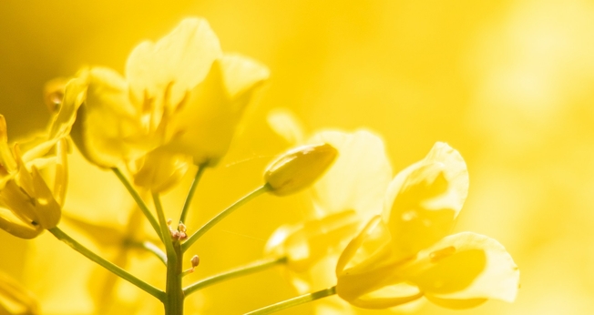 (Foto: Unsplash/Michael Held)