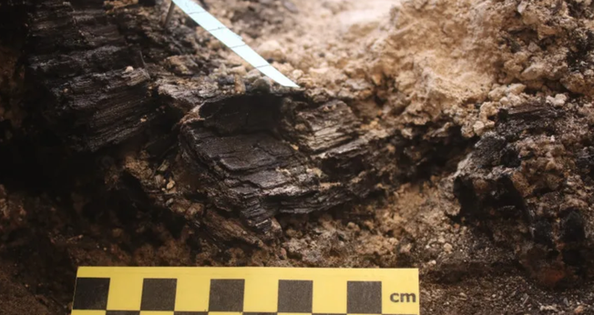 Anéis de crescimento das vigas de madeira descobertas na Cidade de Davi. (Foto: Efrat Bocher/ Autoridade de Antiguidades de Israel)