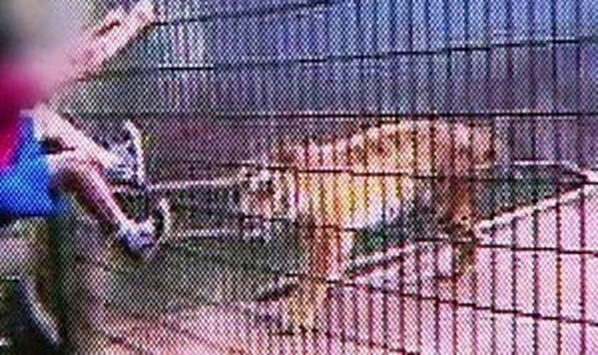 Menino atacado por tigre pediu para que não matasse o animal, diz pai