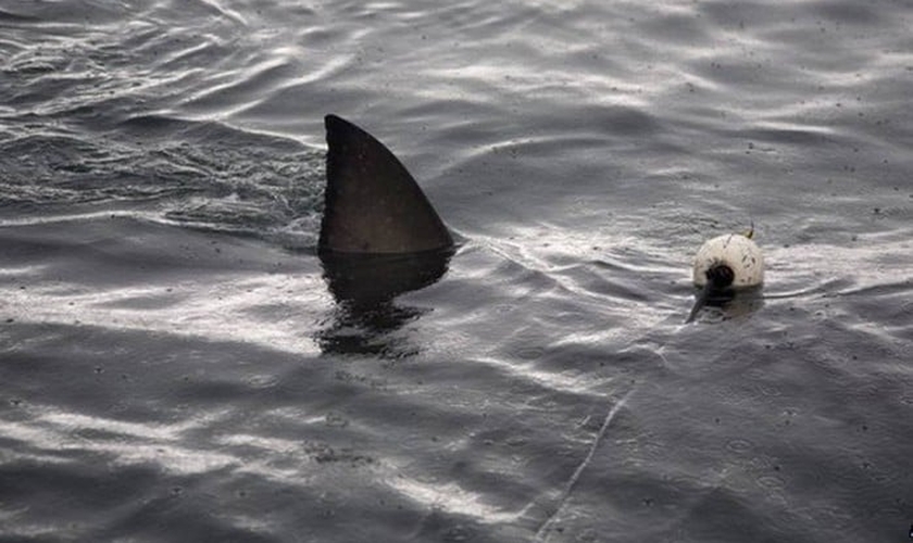 Ataques com tubarões têm sido frequentes nas praias australianas nos últimos meses