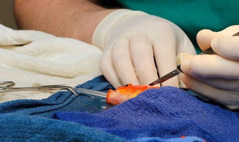 Um tumor cerebral foi retirado do peixinho dourado