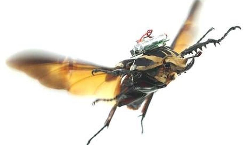 drone em besouros