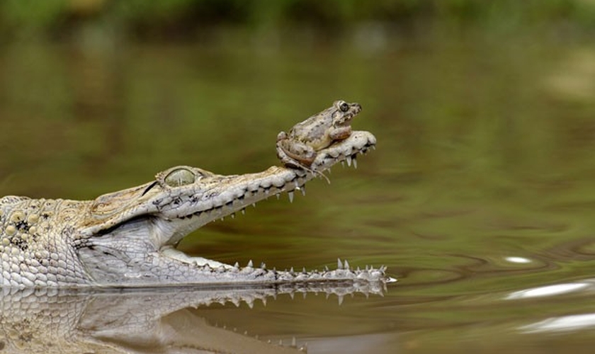 Sapo audacioso descansou sobre o nariz de crocodilo em Jacarta (Foto: Fahmi Bhs)