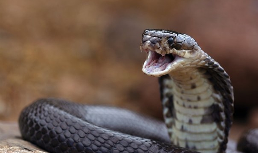 Serpente. (Foto: Rumoroyalbrasil's)