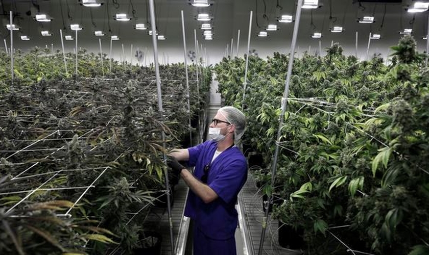 Funcionário de empresa de cultivo de maconha trabalha com mudas da erva em Nevada, EUA. (Foto: John Locher/AP)