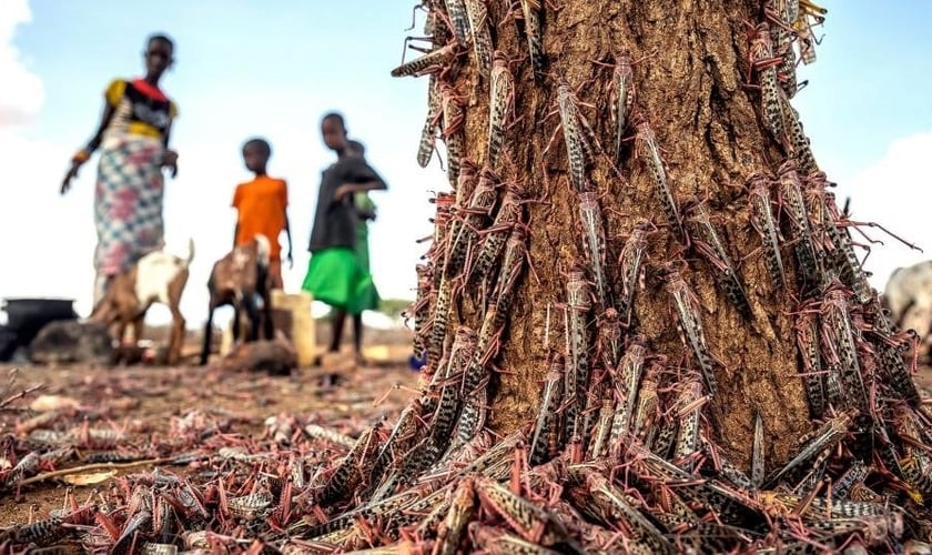 Partes da África enfrentaram o maior surto de gafanhotos em 70 anos, e agora uma segunda onda de insetos vorazes, cerca de 20 vezes o tamanho do primeiro, está chegando. (Foto: Sven Torfinn / FAO via AP)