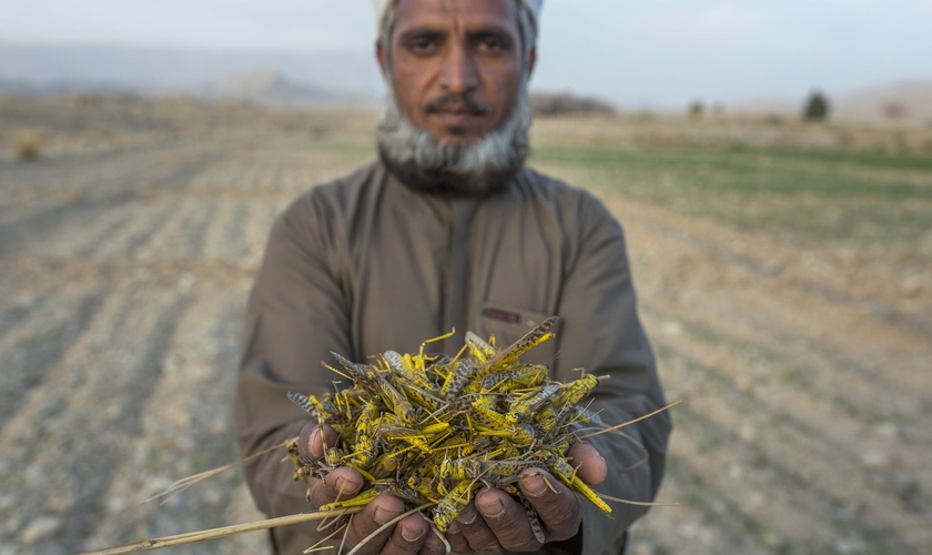 Agricultor paquistanês cuja colheita de trigo foi exterminada por gafanhotos na província de Baluchistão. (Foto: Bloomberg/Getty Images)
