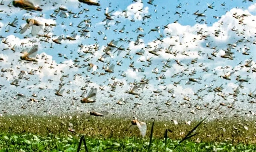 Nuvem de gafanhoto: insetos ressurgem no Rio Grande do Sul e atacam mata nativa (Foto: Reprodução / Exame)