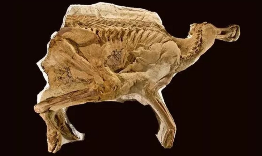 A descoberta do fóssil de dinossauro poderia provar que a evolução é uma farsa? (Foto: Imagem da coleção permanente da The Judith River Foundation/Red Rocket Photography)