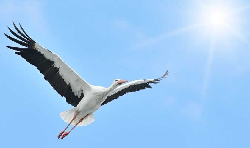 Cegonha voando em direção à luz do sol. (Foto: Canva)