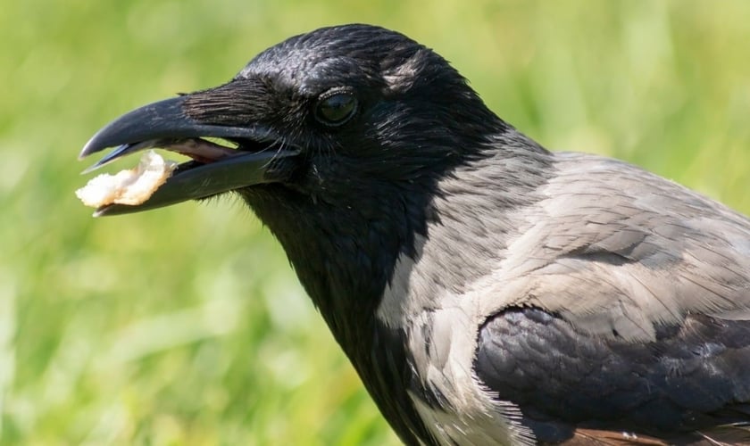 Corvo com pão no bico. (Foto: Canva)