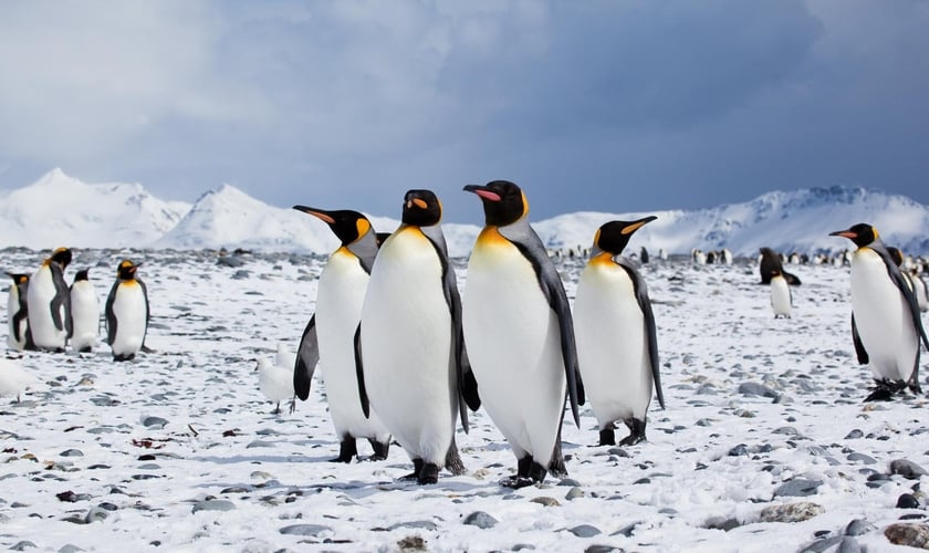 Pinguins da Antártida. (Foto: Flickr)