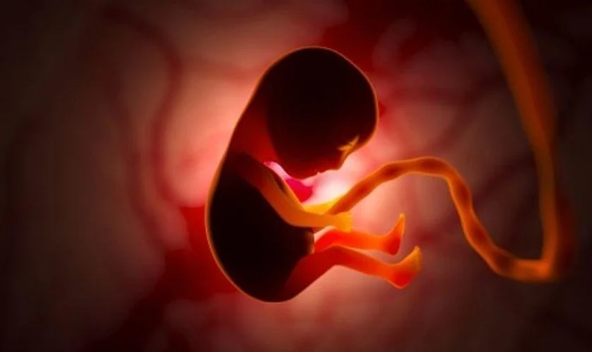 Embrião humano em desenvolvimento. (Foto: Reprodução/Unsplash)