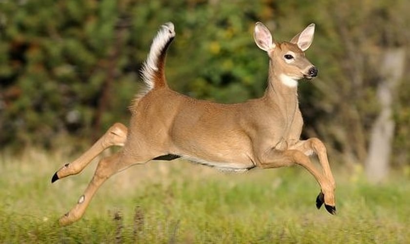 (Foto: Flickr/The Whitetail Deer)