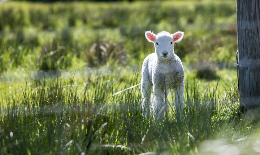 (Foto: Unsplash/Rod Long)