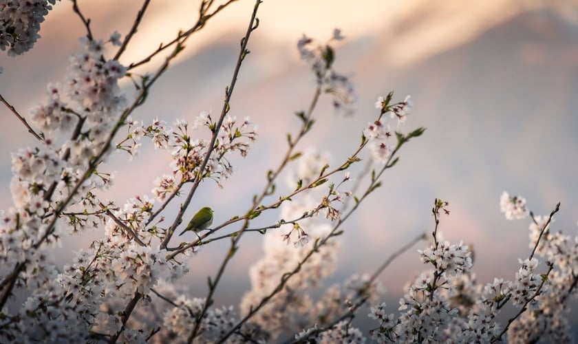 (Foto: Pexels/Nguyen Khac Tien)