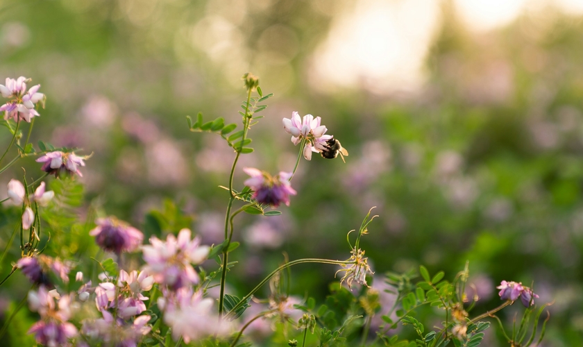 (Foto: Unsplash/Kristen Perrine)