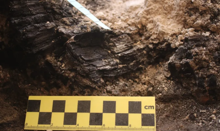 Anéis de crescimento das vigas de madeira descobertas na Cidade de Davi. (Foto: Efrat Bocher/ Autoridade de Antiguidades de Israel)