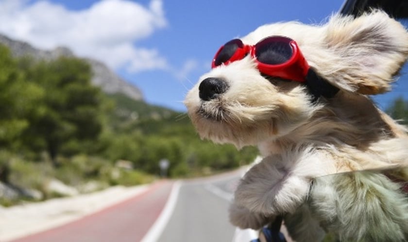 Existem regras para transportar os mascotes adequadamente dentro do carro. (Foto: Getty Images/iStockphoto)