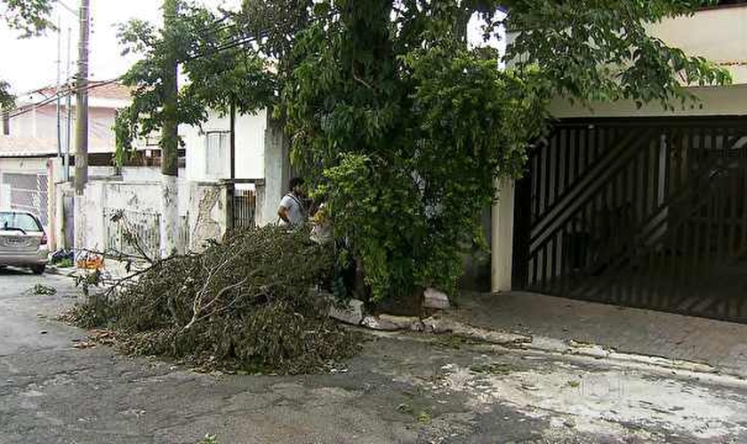 queda de árvores