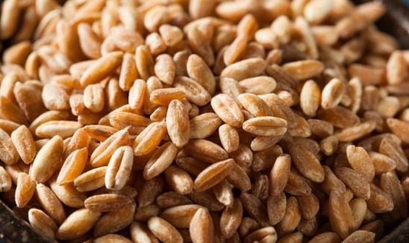 novos alimentos para dieta