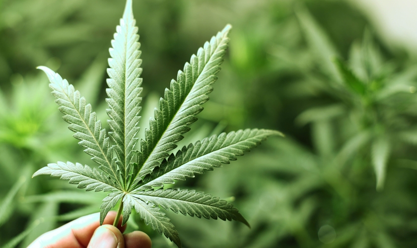 Atualmente, em Indiana a maconha é ilegal tanto para uso pessoal como médico.